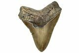 Serrated, Fossil Megalodon Tooth - North Carolina #328411-1